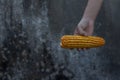 Holding an ear of corn in hand Royalty Free Stock Photo