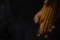 Holding an ear of corn in hand Royalty Free Stock Photo