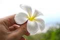 Holding Frangipani flowers (white yellow Plumeria flower) Royalty Free Stock Photo