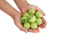 Holding fresh organic gooseberries Royalty Free Stock Photo