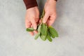 Holding fresh organic sage herb in the hand, prepare healthy tea or food with spice, harvest and agriculture