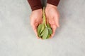 Holding fresh organic sage herb in the hand, prepare healthy tea or food with spice, harvest and agriculture