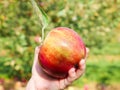 Girl holding a Freshly Picked, Red Apple in an Orchard, Quebec, Canada