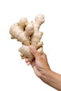 Holding ginger root isolated on white background Royalty Free Stock Photo