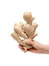 Holding ginger root isolated on white background Royalty Free Stock Photo