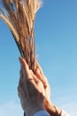 Holding a golden wheat