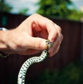 Holding a Grass Snake Royalty Free Stock Photo