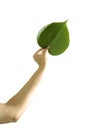 Holding green leaf Royalty Free Stock Photo