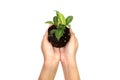 Holding green plant in the hand