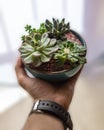 Holding in hand Terrarium plant with succulent Royalty Free Stock Photo