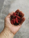 Holding a handful of ripe fresh mulberries fruit. Royalty Free Stock Photo