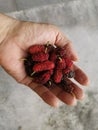Holding a handful of ripe fresh mulberries fruit. Royalty Free Stock Photo