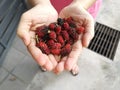 Holding a handful of ripe fresh mulberries fruit. Royalty Free Stock Photo