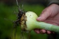 Gardener holding a fresh homegrown large onion