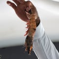 Holding a large raw shrimp at a seafood market near Mazatlan, Mexico Royalty Free Stock Photo