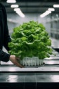 holding leaf lettuce in a pot in an indoor facility.