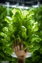 holding leaf lettuce in a pot in an indoor facility.