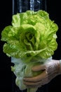 holding leaf lettuce in a pot in an indoor facility.