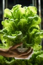 holding leaf lettuce in a pot in an indoor facility.