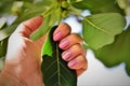 Holding the leaves of Ilex paraguariensis Royalty Free Stock Photo