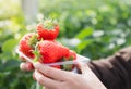 Holding many fresh strawberries in hands in farm, green nature background Royalty Free Stock Photo