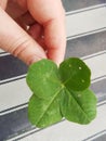 Holding my lucky charm four leaves clover Royalty Free Stock Photo