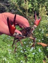 North American signal crayfish