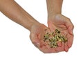 Holding and offering fresh sprouted lentils Royalty Free Stock Photo