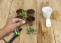 Holding an olive tree stem in hand to plant in a pot. Growing trees concept Royalty Free Stock Photo