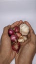 holding onions, namely garlic and shallots
