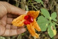 Holding Open Cerasee Fruit Royalty Free Stock Photo