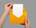 Holding open envelope with white blank card inside, vertical postcard mock up Royalty Free Stock Photo