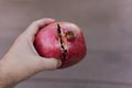 Holding an opened pomegranate Royalty Free Stock Photo