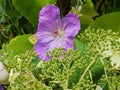 One Lone Purple Flower Surrounded by Green Leaves and Buds Royalty Free Stock Photo
