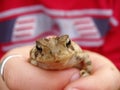 Holding out Toad Royalty Free Stock Photo