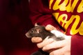 Holding a pet rat Royalty Free Stock Photo