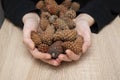 Holding Pine Cones in Hands Royalty Free Stock Photo