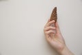 Holding Pine Cones in Hands Royalty Free Stock Photo