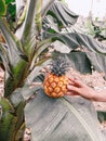 Pineapple fruit on banana leaf on the plantation Royalty Free Stock Photo
