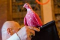 holding a red dove in his hand. a dove on his hand . a pink dove sits on his hand at a bird show Royalty Free Stock Photo