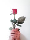 Holding of red roses White background Royalty Free Stock Photo