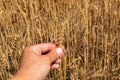 Holding ripe gold wheat