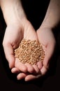 Holding seeds in hands Royalty Free Stock Photo