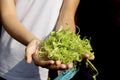 Holding shredded morning glory in a local market