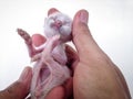 Holding A Skinny White Baby Cat Does Not Get Enough Milk From Mother