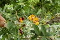 Holding Stem With Pigeon Peas Blossoms Royalty Free Stock Photo