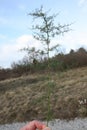 Holding small green thorny branch with fingers