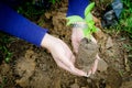 Holding a small plant