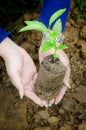 Holding a small plant