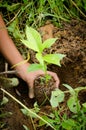 Holding a small plant